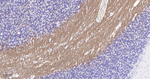MOG Antibody in Immunohistochemistry (Paraffin) (IHC (P))