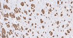 MOG Antibody in Immunohistochemistry (Paraffin) (IHC (P))