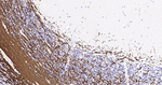 MOG Antibody in Immunohistochemistry (Paraffin) (IHC (P))