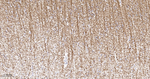 MOG Antibody in Immunohistochemistry (Paraffin) (IHC (P))