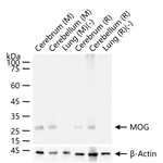 MOG Antibody in Western Blot (WB)
