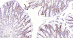 TGFBI Antibody in Immunohistochemistry (Paraffin) (IHC (P))