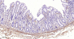 TGFBI Antibody in Immunohistochemistry (Paraffin) (IHC (P))