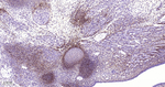 TGFBI Antibody in Immunohistochemistry (Paraffin) (IHC (P))