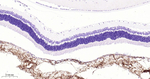 TGFBI Antibody in Immunohistochemistry (Paraffin) (IHC (P))