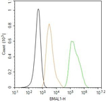 BMAL1 Antibody in Flow Cytometry (Flow)
