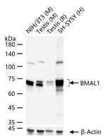 BMAL1 Recombinant Rabbit Monoclonal Antibody (8D1)