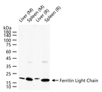 Ferritin Light Chain Recombinant Rabbit Monoclonal Antibody (1C8)