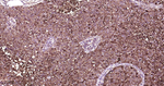 Ferritin Heavy Chain Antibody in Immunohistochemistry (Paraffin) (IHC (P))