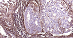 Ferritin Heavy Chain Antibody in Immunohistochemistry (Paraffin) (IHC (P))