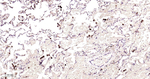 Ferritin Heavy Chain Antibody in Immunohistochemistry (Paraffin) (IHC (P))