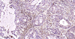 Ferritin Heavy Chain Antibody in Immunohistochemistry (Paraffin) (IHC (P))
