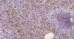 Ferritin Heavy Chain Antibody in Immunohistochemistry (Paraffin) (IHC (P))