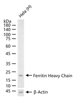 Ferritin Heavy Chain Antibody in Western Blot (WB)