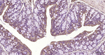 TXNIP Antibody in Immunohistochemistry (Paraffin) (IHC (P))