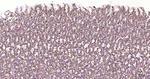 TXNIP Antibody in Immunohistochemistry (Paraffin) (IHC (P))
