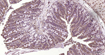 TXNIP Antibody in Immunohistochemistry (Paraffin) (IHC (P))