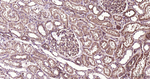 TXNIP Antibody in Immunohistochemistry (Paraffin) (IHC (P))