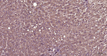 TXNIP Antibody in Immunohistochemistry (Paraffin) (IHC (P))