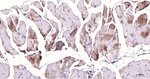 TXNIP Antibody in Immunohistochemistry (Paraffin) (IHC (P))