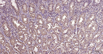TXNIP Antibody in Immunohistochemistry (Paraffin) (IHC (P))