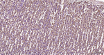 TXNIP Antibody in Immunohistochemistry (Paraffin) (IHC (P))