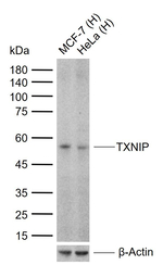 TXNIP Antibody in Western Blot (WB)