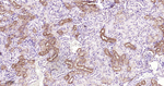 JAK1 Antibody in Immunohistochemistry (Paraffin) (IHC (P))