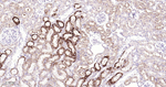 JAK1 Antibody in Immunohistochemistry (Paraffin) (IHC (P))
