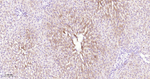 JAK1 Antibody in Immunohistochemistry (Paraffin) (IHC (P))