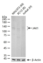JAK1 Antibody in Western Blot (WB)