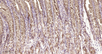 TFF1 Antibody in Immunohistochemistry (Paraffin) (IHC (P))