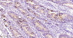 TFF1 Antibody in Immunohistochemistry (Paraffin) (IHC (P))
