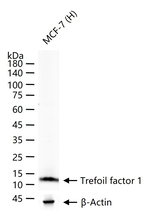 TFF1 Antibody in Western Blot (WB)