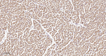 GCLM Antibody in Immunohistochemistry (Paraffin) (IHC (P))