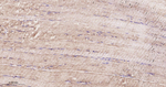 GCLM Antibody in Immunohistochemistry (Paraffin) (IHC (P))