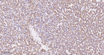 GCLM Antibody in Immunohistochemistry (Paraffin) (IHC (P))