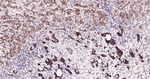 GCLM Antibody in Immunohistochemistry (Paraffin) (IHC (P))
