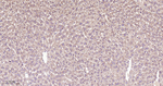 GCLM Antibody in Immunohistochemistry (Paraffin) (IHC (P))
