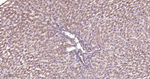 GCLM Antibody in Immunohistochemistry (Paraffin) (IHC (P))