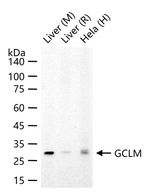 GCLM Antibody in Western Blot (WB)