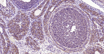 TLR2 Antibody in Immunohistochemistry (Paraffin) (IHC (P))