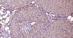 TLR2 Antibody in Immunohistochemistry (Paraffin) (IHC (P))