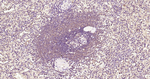 TLR2 Recombinant Rabbit Monoclonal Antibody (3A27)