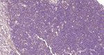TLR2 Antibody in Immunohistochemistry (Paraffin) (IHC (P))