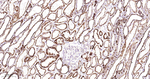 MMP3 Antibody in Immunohistochemistry (Paraffin) (IHC (P))