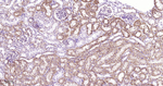 MMP3 Antibody in Immunohistochemistry (Paraffin) (IHC (P))