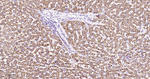 MMP3 Antibody in Immunohistochemistry (Paraffin) (IHC (P))