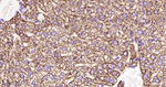 MMP3 Antibody in Immunohistochemistry (Paraffin) (IHC (P))