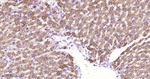 MMP3 Antibody in Immunohistochemistry (Paraffin) (IHC (P))